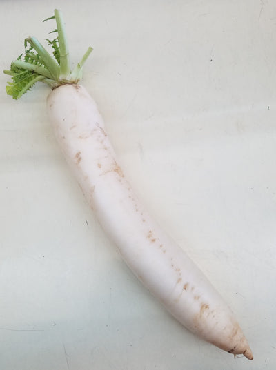Daikon Radish