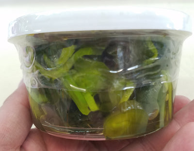 Wel Pac Pickled Cucumber (Kyuri JIman)
